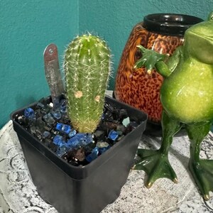 Impulse Echinopsis Hybrid Cactus Plant