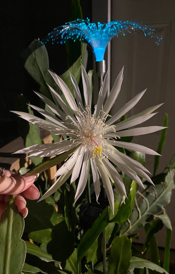 Beautiful & Exotic Strictum Epiphyllum Cactus Gallon!
