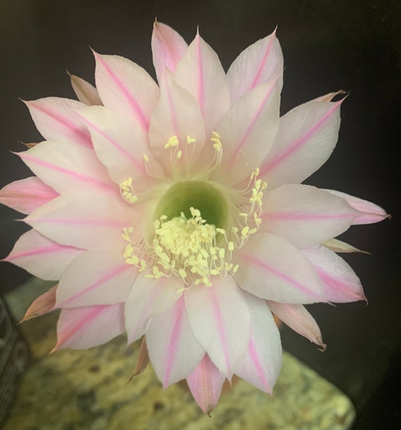 Hans Sach's Echinopsis Hybrid-Blooming Size Plant!!!
