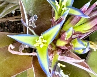 Stunning Cryptobergia Bromeliad Plants!