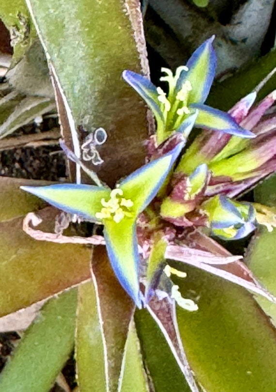 Stunning Cryptobergia Bromeliad Plants!