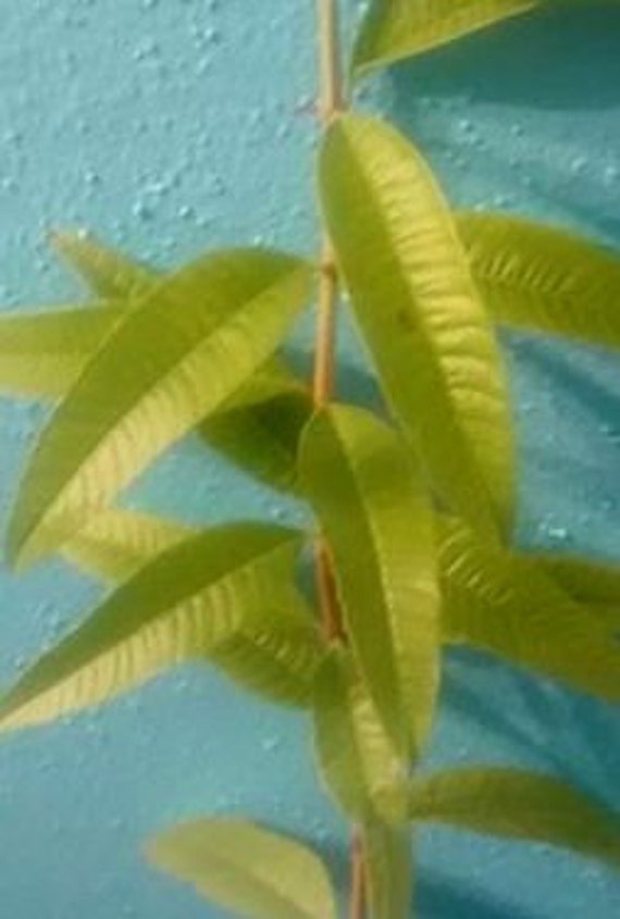 Lovely Lemon Verbena Plants! Herb-MMMMMMMMM!!!!! Quart Sized