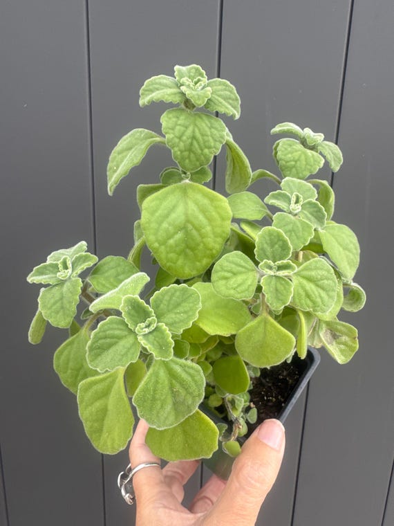 Medicinal VICKS Plant!