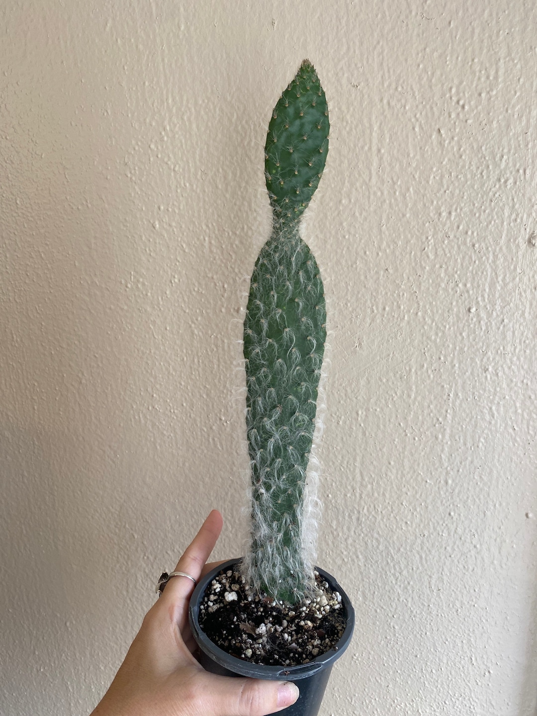 Snow Opuntia Cactus Plant Etsy