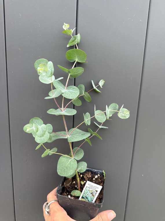 Grow Your Own Eucalyptus Plants/Trees! *Cinerea*