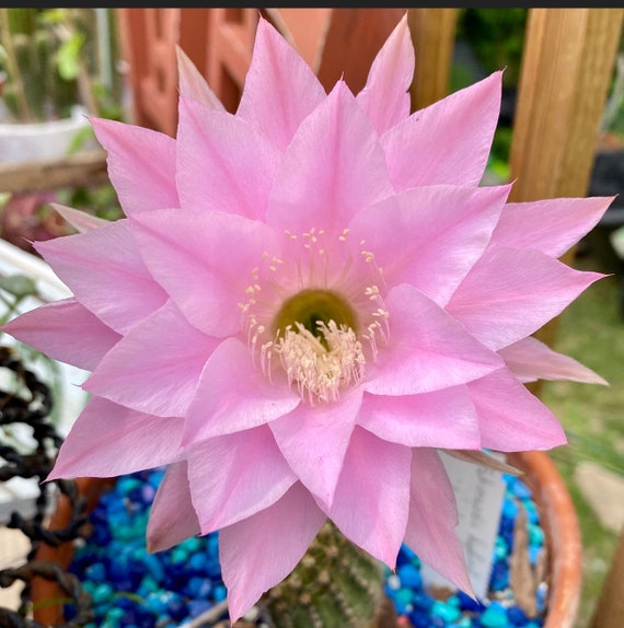 Beautiful ‘Pink Diamond’ Echinopsis Plant! Scratch & Dent!