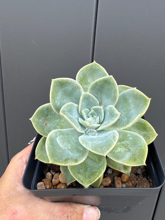 Echeveria Rosea Succulent Plant!