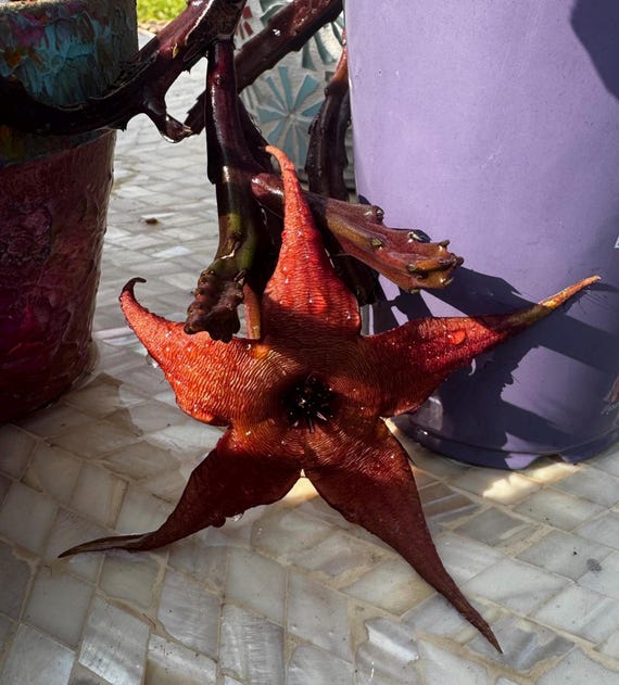 Dwarf Starfish Plants!