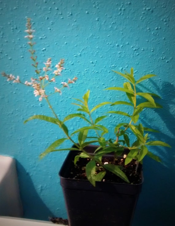Lovely Lemon Verbena Plants! Herb-MMMMMMMMM!!!!!