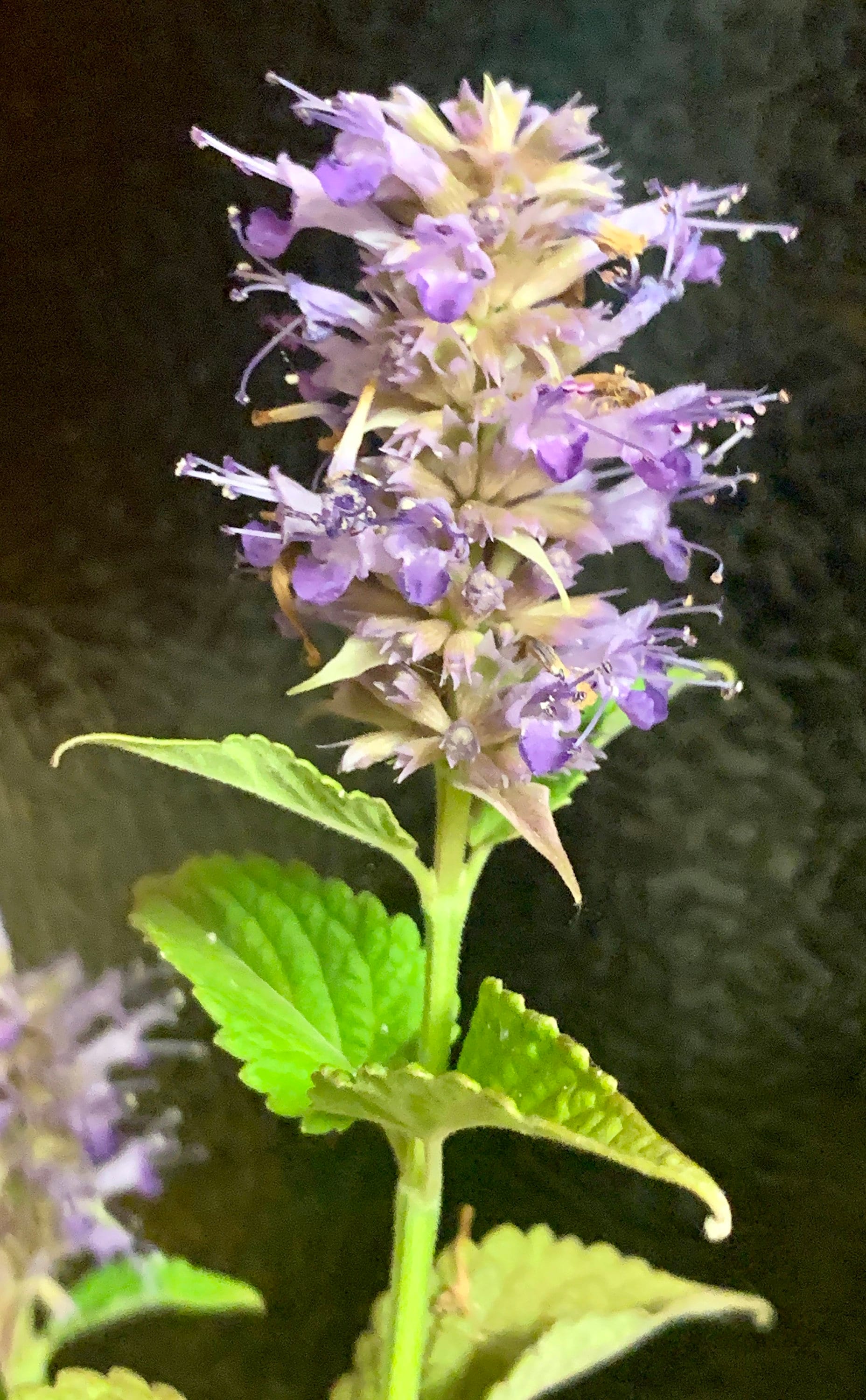 Anise Hyssop Plants! Attention Licorice Lovers!