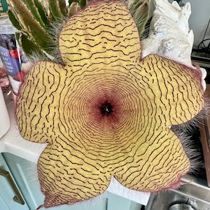 Stapelia Gigantea! Giant Starfish Plant!