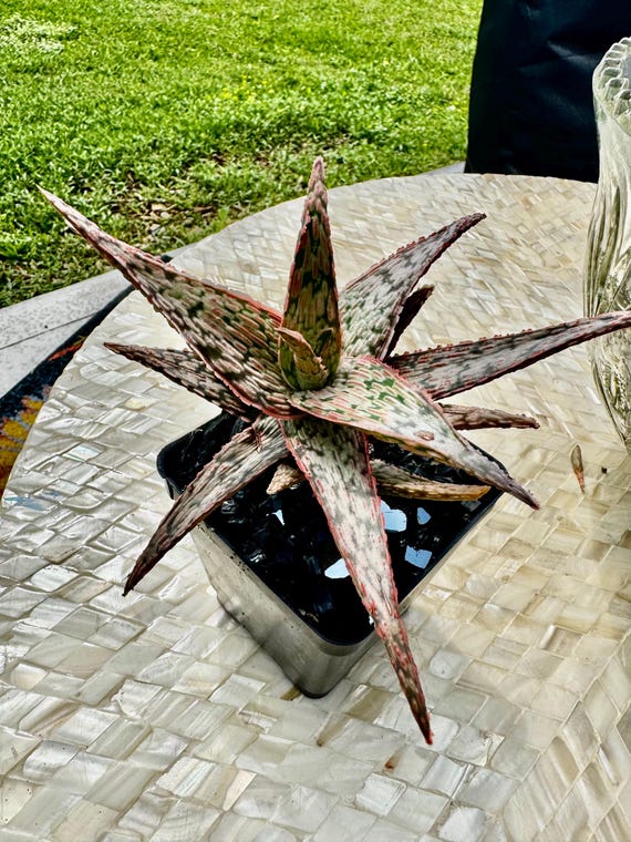 Pink Blush Hybrid Aloe Plants