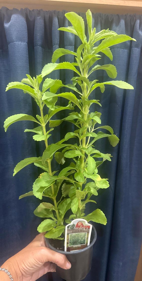 Healthy Sugar Substitute *STEVIA* Plants! Herb!