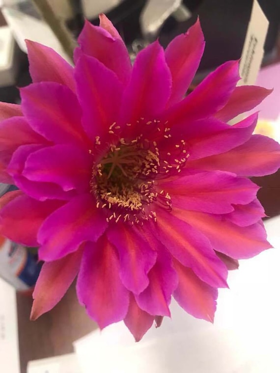 Sorceress Echinopsis Hybrid-Blooming Size Plant!!!