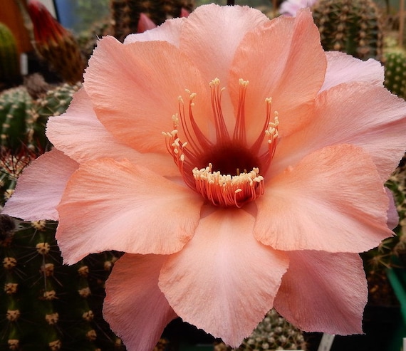 Ishtar Echinopsis Hybrid Pups!