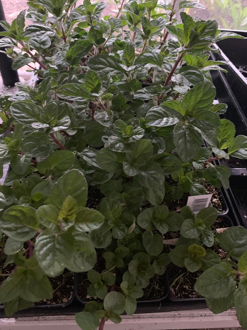 Berries Cream Mint Berries Cream Mint