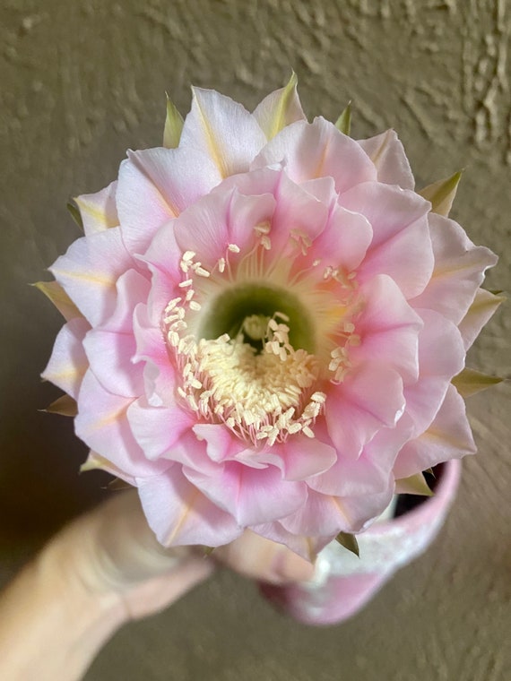 New Offering! Beautiful 'Marathon' Echinopsis Starter!