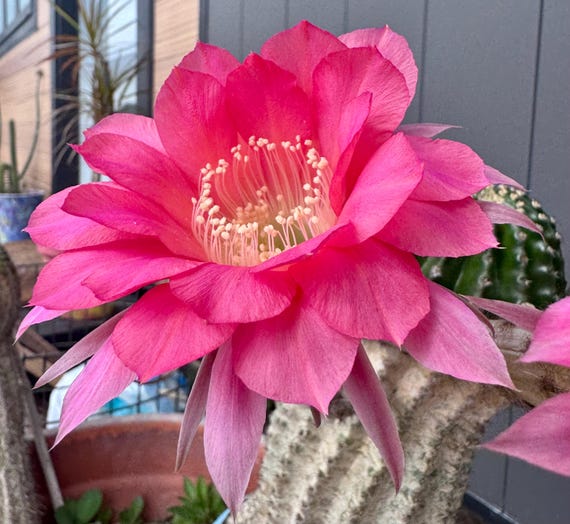 Just in! 'Red Knight’ Echinopsis Pups!