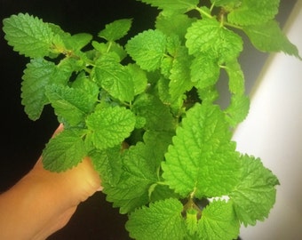 Refreshing & Medicinal! Lemon Balm Plants! Herb!