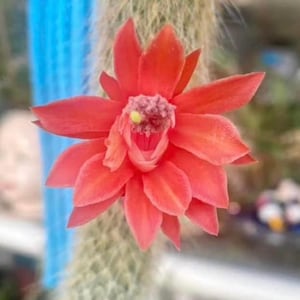 Beautiful & Rare Monkey's Tail Cactus Plant