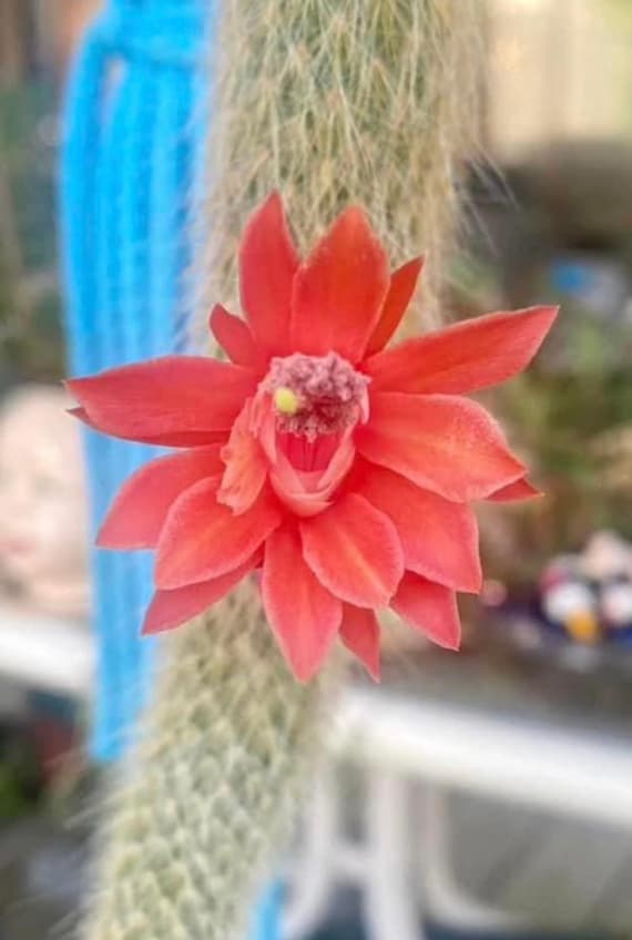 Beautiful & Rare Monkey's Tail Cactus Plant
