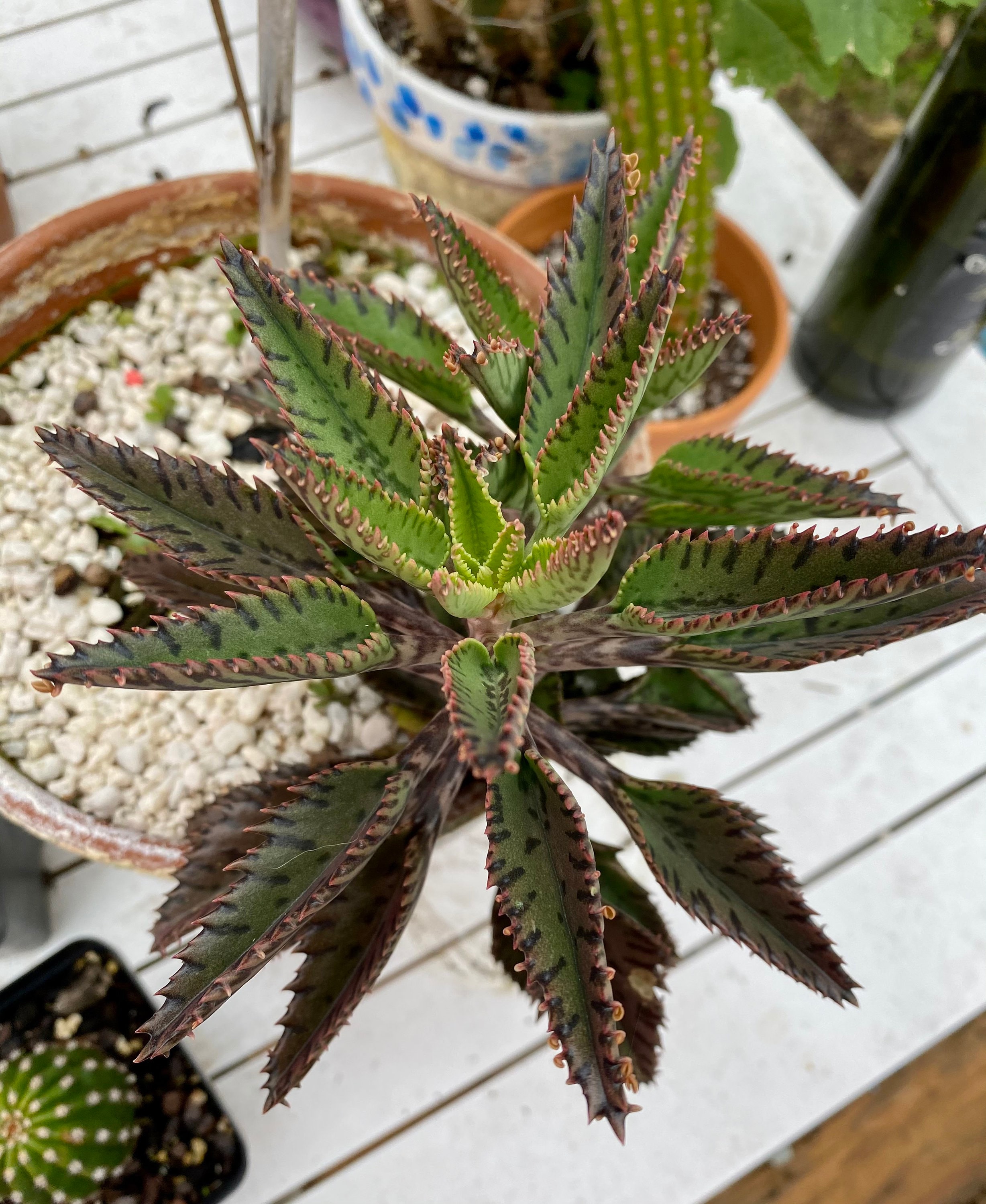 Alligator Plant AKA Mother of Thousands