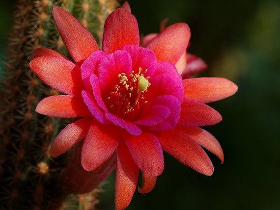 Amethyst Hildewintera Hybrid Plant