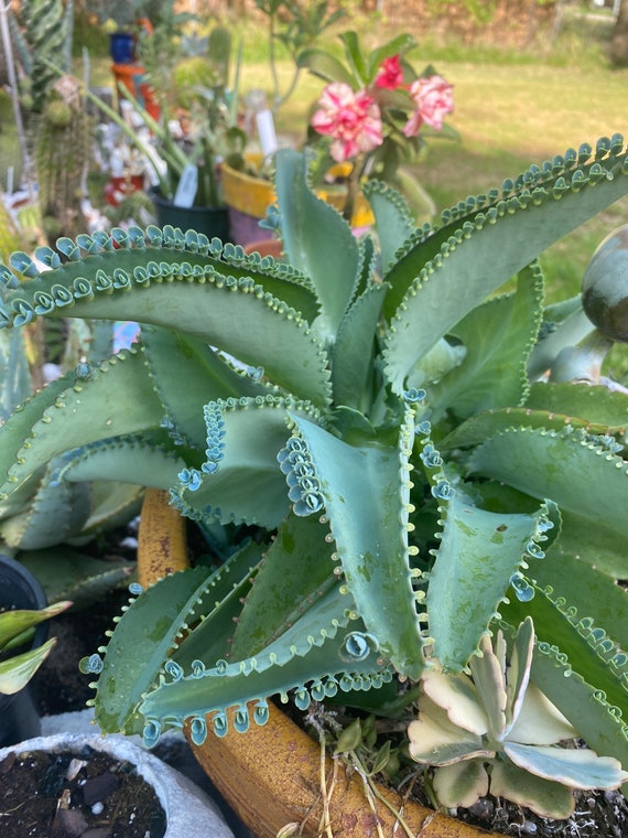 Mexican Hat Plant-4” Pot