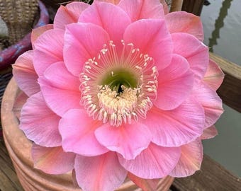 Eddie Echinopsis Hybrid Starter Plant!