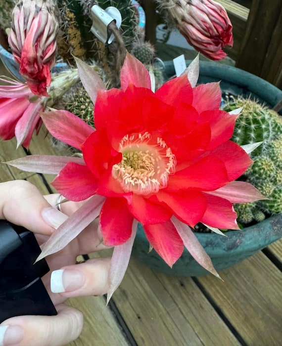 New Offering! 'Siren’ Echinopsis Pup!