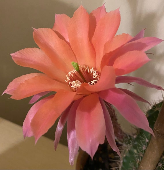 Freddy's Derby x Windigo Echinopsis Hybrid Starters