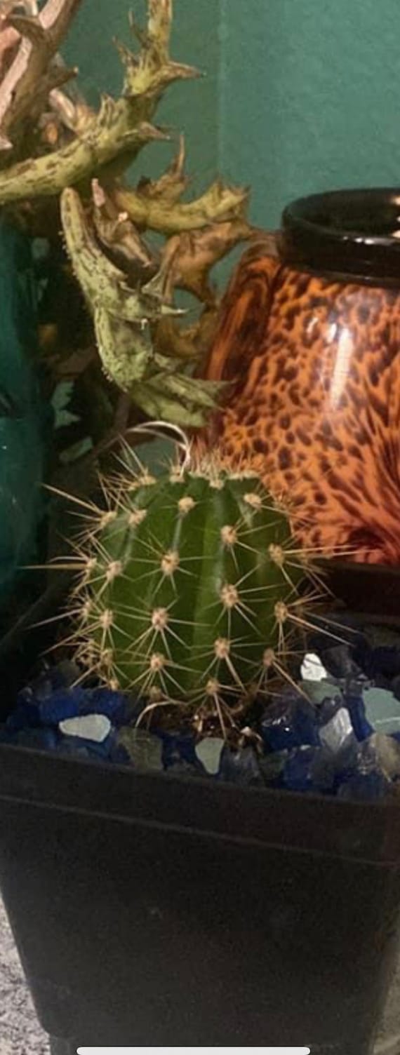 New Offering! 'Pink Topaz' Trichocereus Starter!