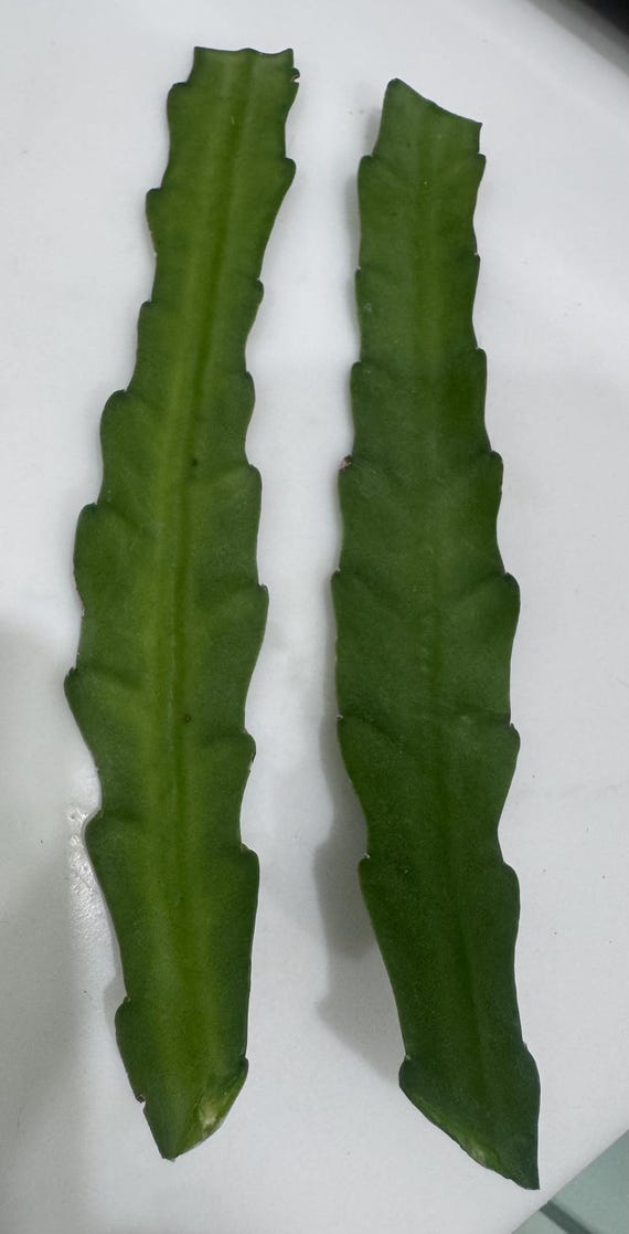 Gorgeous ‘Pegasus’ Epiphyllum Cuttings! NEW & LIMITED QUANTITIES!