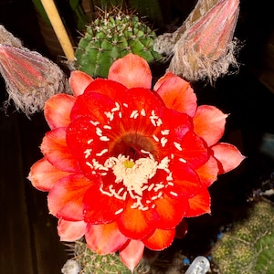 New Offering! &#39;Spellbound&#39; Echinopsis Starter!