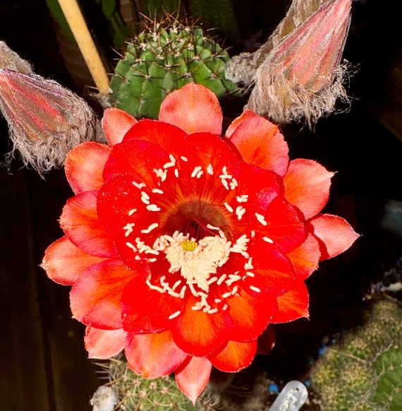 New Offering! 'Spellbound' Echinopsis Starter!