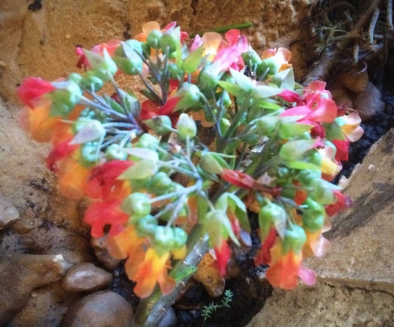 Alligator Plant AKA Mother of Thousands/Large Quart