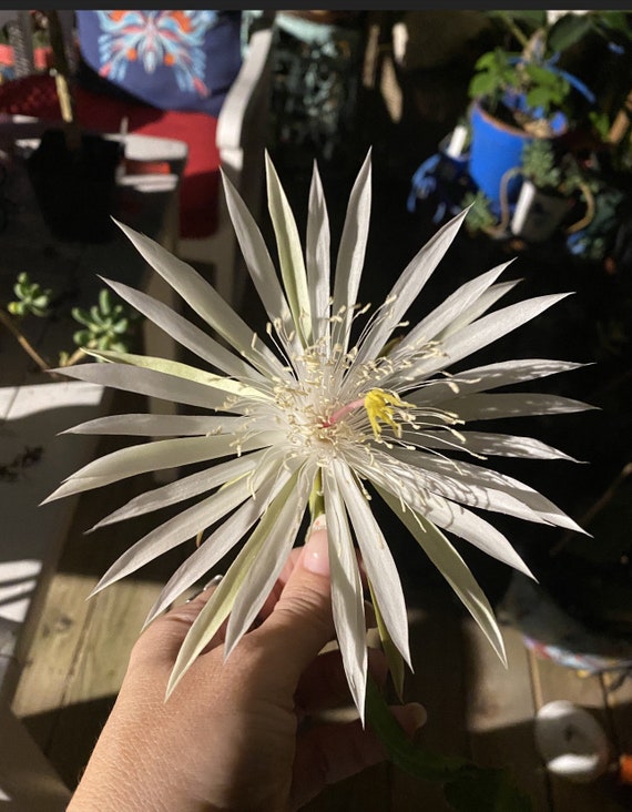 Beautiful & Exotic Strictum Epiphyllum Starter Plants!