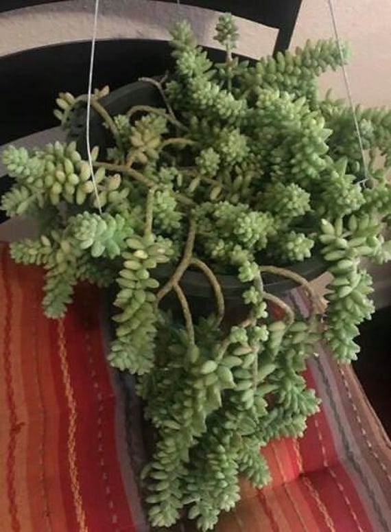 Burro's Tail/Donkey Tail Succulent Cuttings