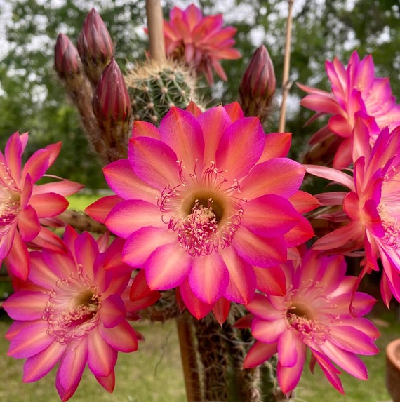 Beautiful 'Cassandra' Echinopsis Pups! Rare Gem!