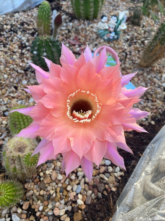 Djinni Echinopsis Hybrid Starter