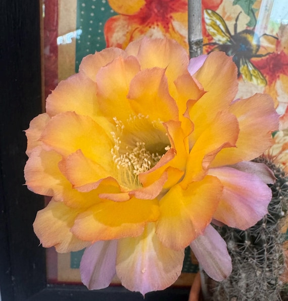 Rare 'Arabesque' Echinopsis  Pups-Fragrant Schick Hybrid-Limited Quantities!