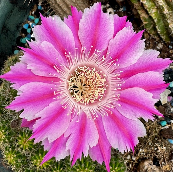 Wow! ‘Freda’ Echinopsis Cactus Starters!