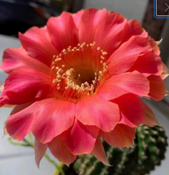 Paradox Echinopsis Cactus Starter