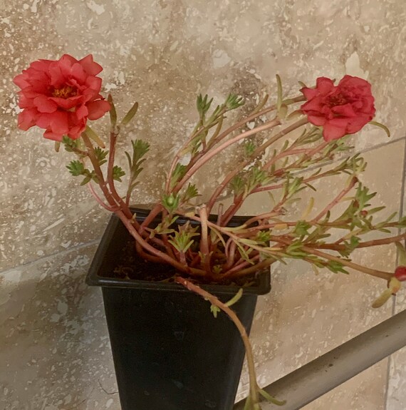 Sizzling Red Portulaca/Moss Rose Plants!