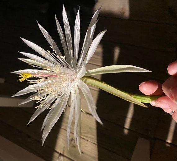 Beautiful & Exotic Strictum Epiphyllum Plants! Heavenly Fragrant!