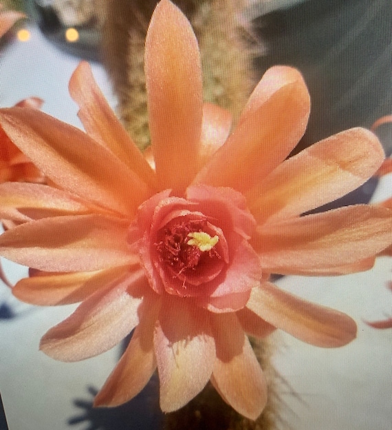 Rare & Exciting Find! Traisengluck Hildewintera Hybrid Plant