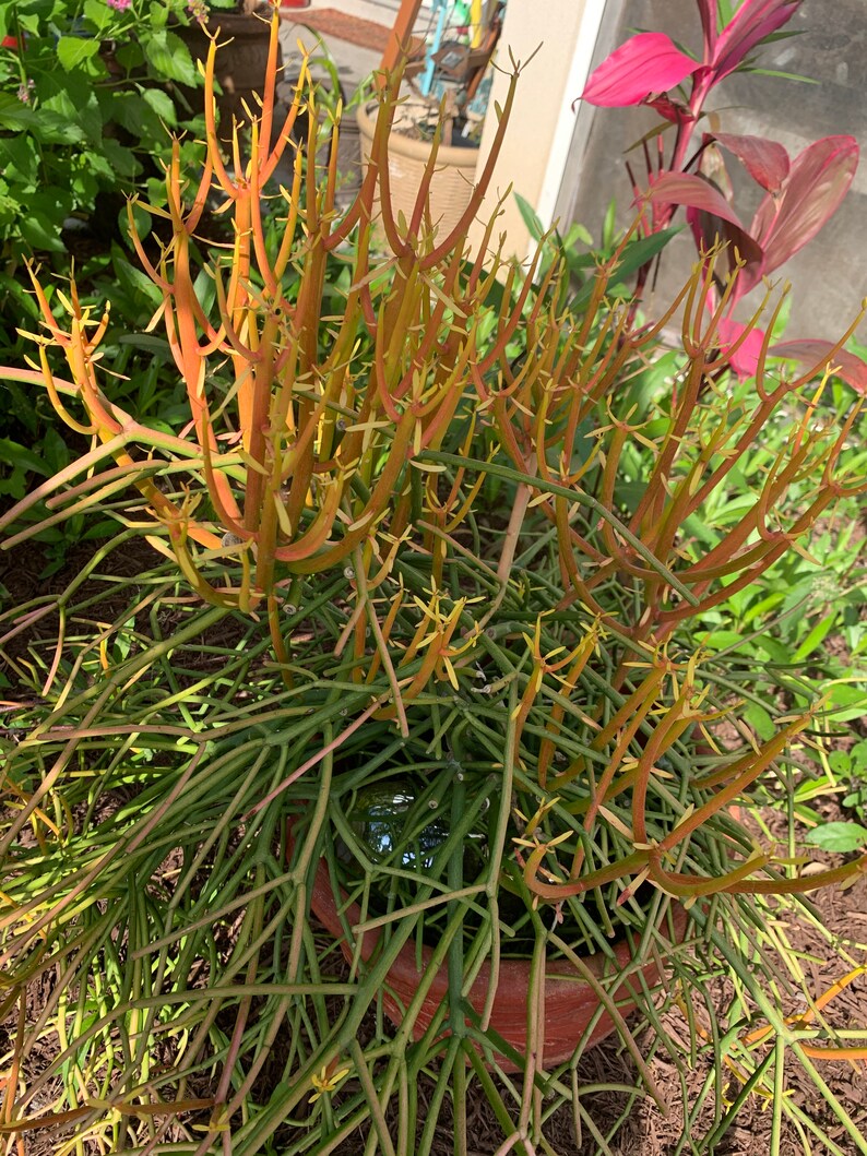 Beautiful Firestick Pencil CactusGallons Etsy