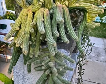 Peanut Cactus Plants-Quart