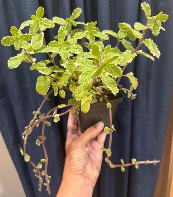 Beautiful Pineapple Mint for your tea!!!