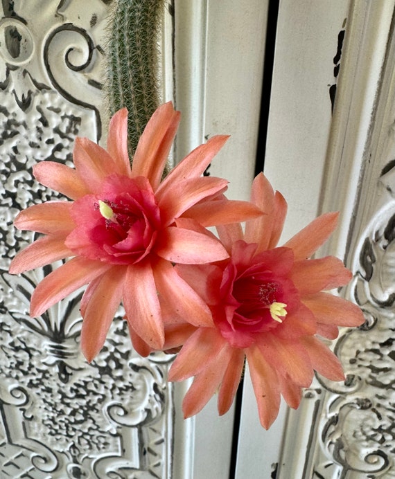 Rare & Exciting Find! Traisengluck Hildewintera Hybrid Plant!